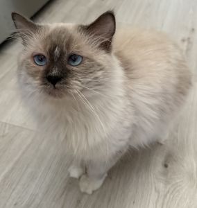 1 year old Male Ragdoll