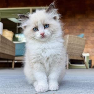 Ragdoll kitten for rehoming