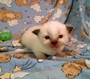 Ragdoll Kittens for Sale