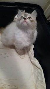 beautiful ragdoll kittens