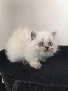 Ragdoll Kittens for sale