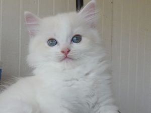 Ragdoll Kittens for sale