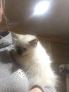 AKC REG RAGDOLL KITTENS FOR ADOPTION