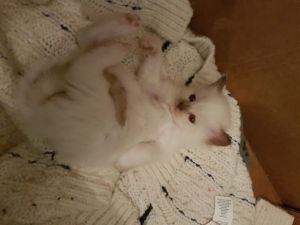 Registered Ragdolls Kitten