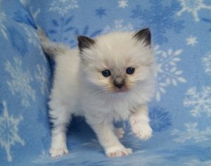 wonderful ragdoll kitten for adoption...
