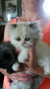 Ragdoll Persian kittens