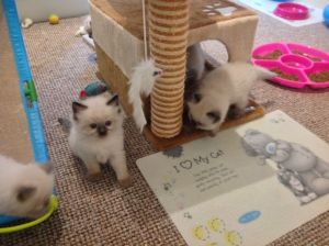 Seal Point Ragdoll Kitten Pedigree Gccf Registered