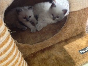 Pedigree Ragdoll-two Boy Left- Ready Now