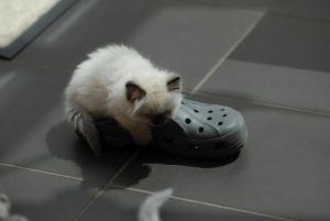 Pedigree Ragdoll Kittens For Sale Ready Now