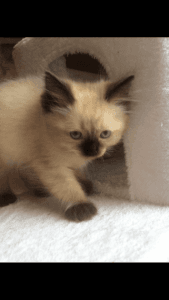 Beautiful Gccf Reg Ragdoll Boys