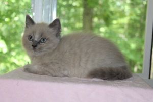 Stunning blue mink Ragdoll kitten!