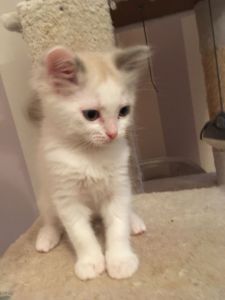 3 Beautiful Girls Ragdoll