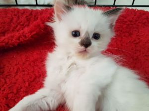 Rag Doll Kitten Male Flame Point
