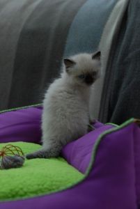 Hand-Raised Ragdoll Kittens
