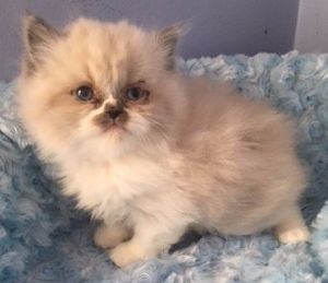 Ragdoll Kitten for Sale