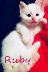 Stunning Ragdoll Blue Eyed Babies