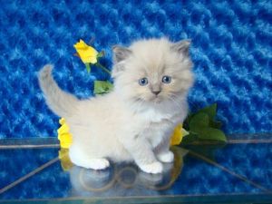 Adorable Ragdoll Kittens Text (***) ***-***9