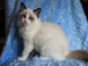 Ragdolls Kittens ***