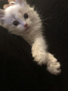 Beautiful, Sweet, Affectionate Ragdoll Boy