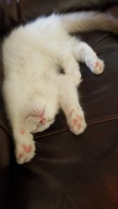 Stunning Chocolate Lynx Bicolor Ragdoll Kitten
