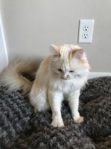 Firetip Ragdoll Cat for sale