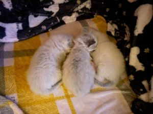 Ragdoll Kittens For Sale
