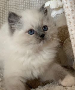 Purebred Ragdoll male 8 weeks