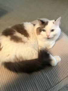 Rehoming Beautiful Purebred Male Ragdoll Cat