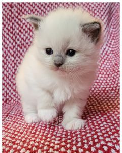 Stunning purebred blue mitted Ragdoll female