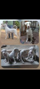 Rajapalayam Puppies for sale