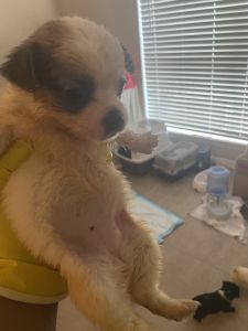 Selling my pups their about 7 weeks old looking for a forever home.