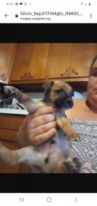 Rat terrier and Chihuahua