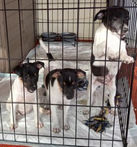 Rat Terrier Puppies