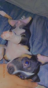 I have 3 puppies all boys no shots no paperwork