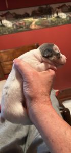 Rat terrier puppies