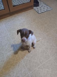 Rat terrier pups ...cutest puppies ever!