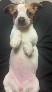 Rat Terrier Puppy For Sale