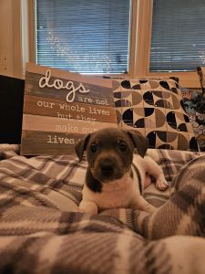 Please take me to my forever home