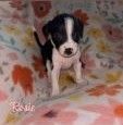 Rat terrier puppies