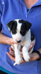 Rat Terrier Puppy