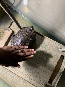 Turtle for sell