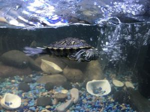 Red eared slider