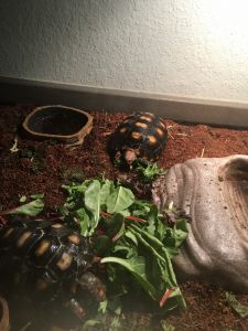 Red foot tortoises