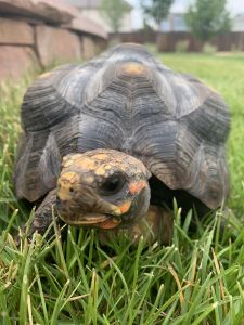 Red footed tortoise
