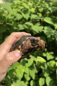 Brazilian cherry head tortoise