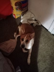 9-month-old male Red heeler