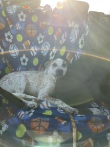 FREE 6 month old puppy