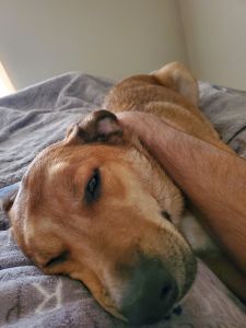 Ares half Heeler, German Shepherd 25%, Labrador 12.5%