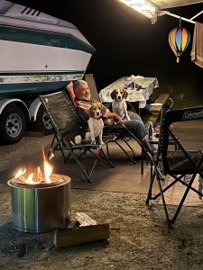 Redbone Coonhound puppies