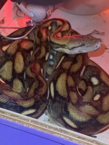 Morph Reticulated Python